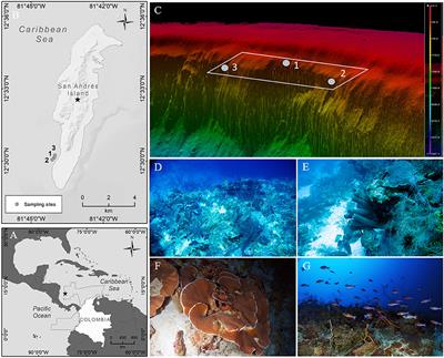 Biodiversity and Ecological Units of the Mesophotic Coral Ecosystems in San Andrés Island, SeaFlower Biosphere Reserve